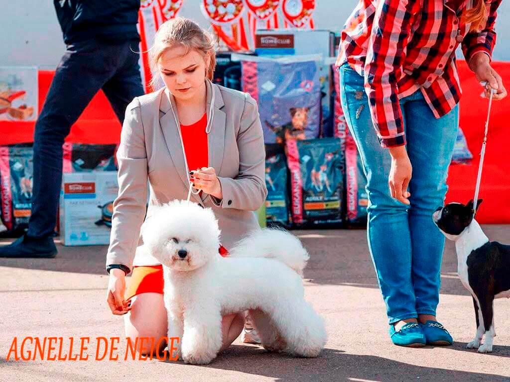 Выставка собак город Уфа