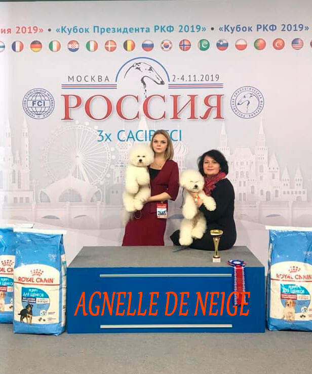 заводчик питомника Агнелль Де Неж Ильвира Басырова с бишон фризе в москве на выставке 2019