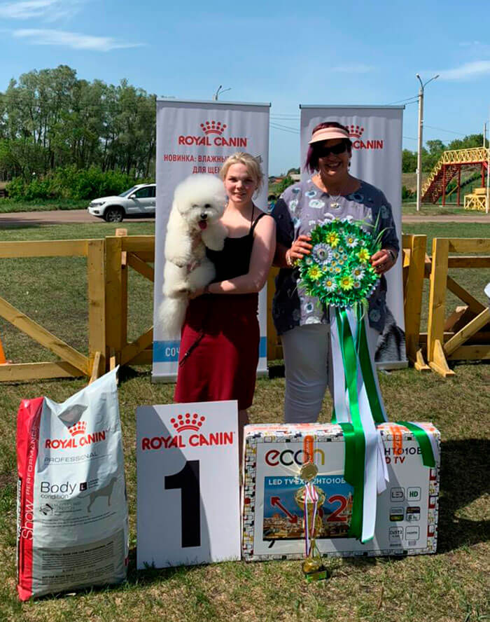 Бишон фризе победитель BIS лучшая собака выставки Ишимбай 2021