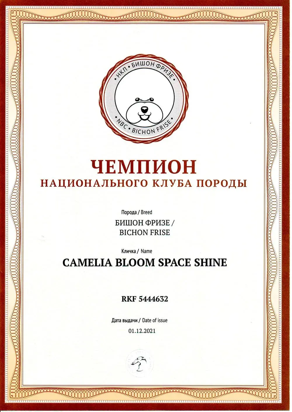 Спайки  Camelia Bloom Space Shine чемпион национального клуба породв, питомник бишон фризе Агнелль де неж, 2020 год